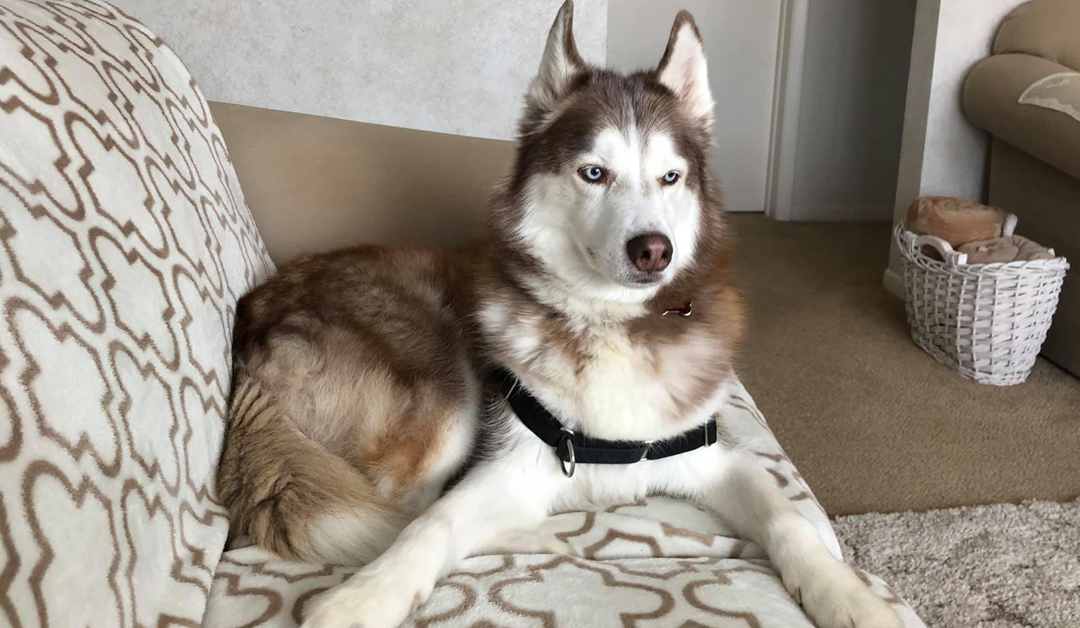 7 Best Pet-Friendly Furniture Fabrics for Your Home